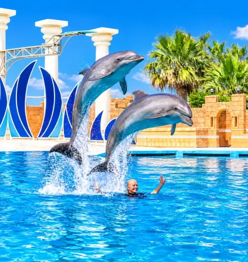 Alanya Dolphin and Sea Lion Show | Both Way Transfer is Included
